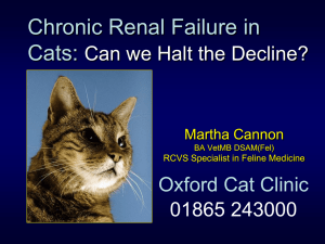 Chronic Renal Failure in Cats