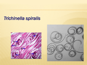 Lecture 05 – Trichinella and Trichuris