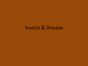 Lecture 7 Insects & Medicine