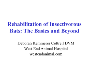 Rehabilitation of Insectivorous Bats