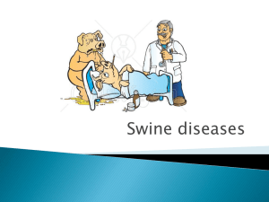 swine - Dr. Brahmbhatt`s Class Handouts