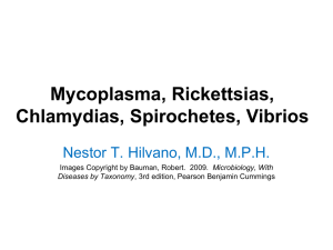 13 Mycoplasma, Rickettsias, Chlamydias, Spirochetes,