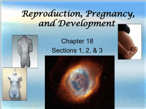 18_2 - Female Reproductive System