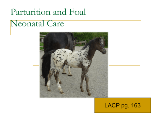 Foal Neonaltal care2