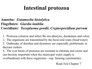 Intestinal protozoa