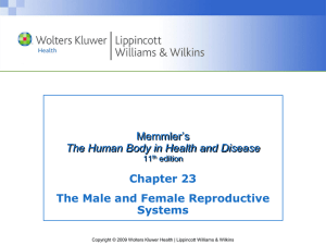 The Reproductive System: Male & Female