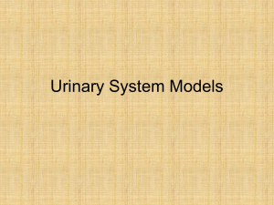 Urinary System Models