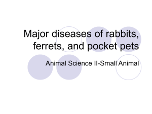 Major diseases of rabbits, ferrets, and pocket pets