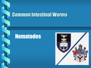 Common Intestinal Worms In Southern Africa.