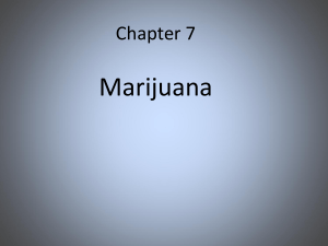 Marijuana - University of Florida Department of Psychology