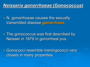 Neisseria gonorrhoeae file