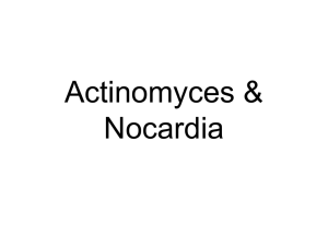 Clinical specimens:Actinomycosis-pus