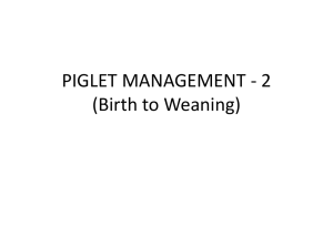 PIGLET MANAGEMENT (Birth to Weaning)