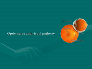 Optic nerve and visual pathway