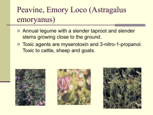 Peavine, Emory Loco (Astragalus emoryanus)