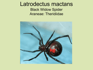 Latrodectus mactans Black Widow Spider