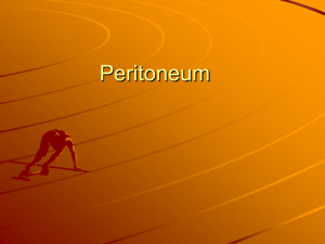 Peritoneum 2