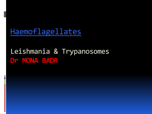 L9-hemoflagellates-2014
