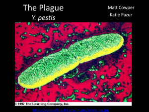 The Plague file