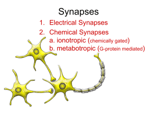 Synapses - Franklin College
