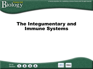 skin and immune system