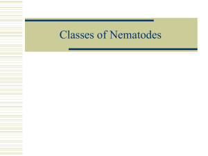 Classes of Nematodes Notes