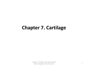 chapter 7 Cartilage Tissue - Histology And Nano Technology