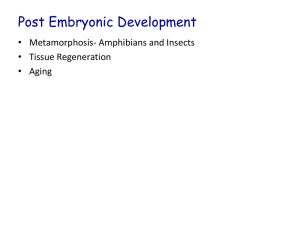 Powerpoint L16 Post Embryonic Development