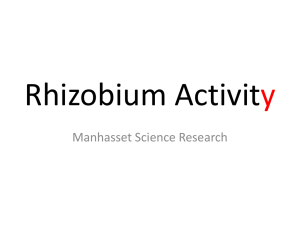 Rhizobium Activity