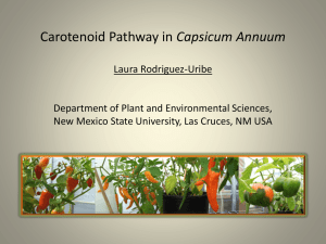 Carotenoid Pathway in Capsicum Annuum
