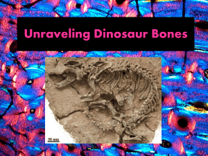 Chapter 1 - Unraveling Dinosaur Bones