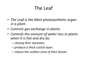 The Leaf - ScienceWithMrShrout