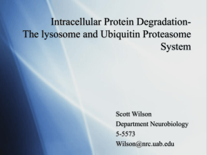 Intracellular Protein Degradation