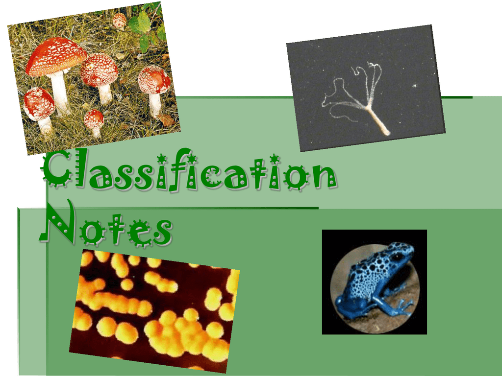 Classification Taxonomy Powerpoint