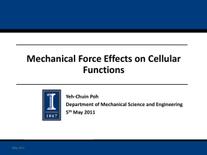 Mechanical Effects on Stem Cells