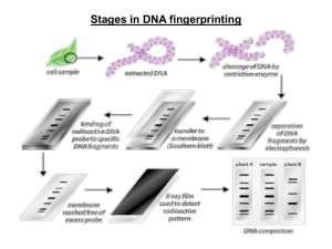 DNA fingerprinting PowerPoint