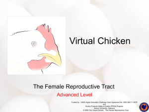 The Virtual Chicken - aufsi