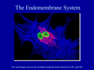 PowerPoint Presentation - Cell Architecture: Endomembranes