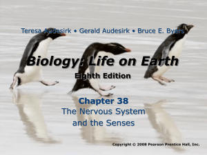 Biology: Life on Earth 8/e