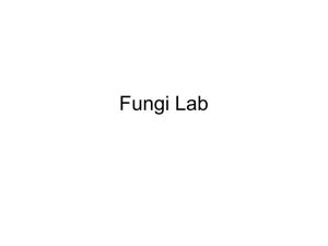 Fungi Lab