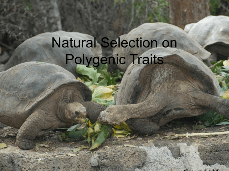 Natural Selection On Polygenic Traits