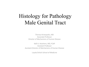 Histology for the Male Genital Tract