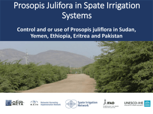 Control and/or Use of Prosopis Juliflora in Sudan, Yemen