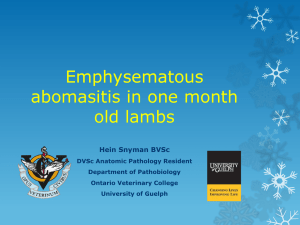 Emphysematous abomasitis in month old lambs