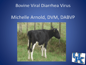 BVD PI: Powerpoint