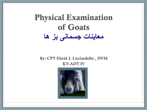 Physical Examination of Goats معاینات جسمانی بز ها By
