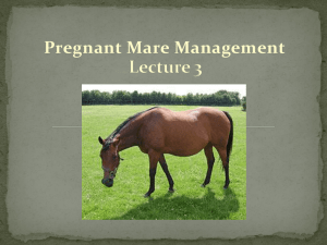 Lecture 3 - Pregnant Mare Management