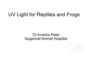 UV Light for Reptiles and Frogs