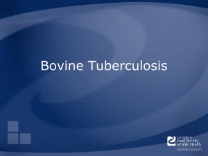 Bovine Tuberculosis - The Center for Food Security and Public Health