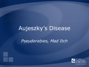 Aujeszky`s Disease/Pseudorabies PowerPoint